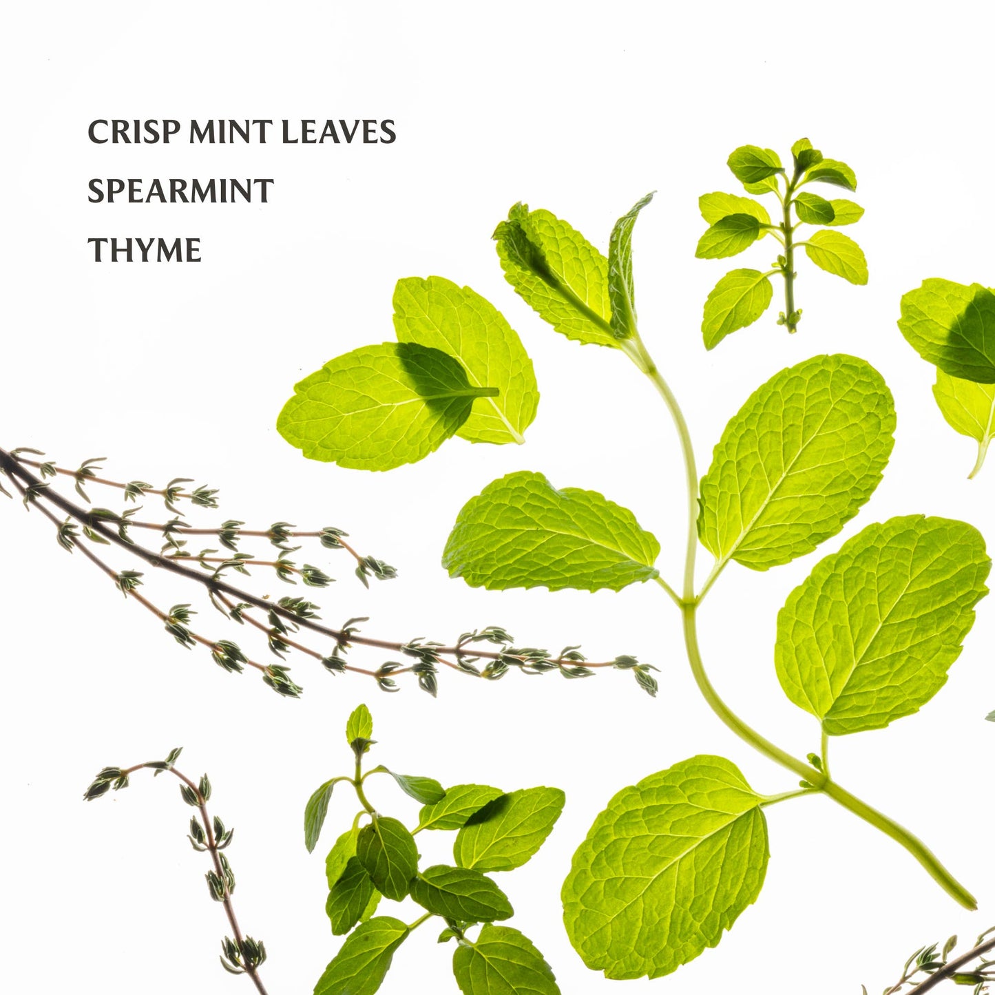 Touchland Hand Sanitizer | Frosted Mint